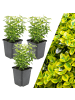 NatureNest 3 Gelbe Spindelstrauch-Pflanzen  Euonymus 'Emerald 'n Gold'  