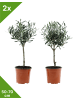 GARDENZO 2-er: Set Olivenbäume winterhart auf Stamm mittel