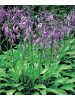 MeinVIPShop Schattenpflanze Hosta Funkien Mix 5er Set