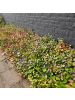 NatureNest 6 Bleikrautpflanzen  Ceratostigma plumbaginoides 