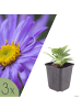 NatureNest 3er-Set: Aster frikartii Mönch Staude winterhart in Violett