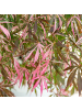 NatureNest Acer palmatum Extravaganza Ahornpflanze in Grün Topf 19 cm Höhe 50 cm