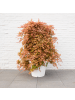 NatureNest Acer palmatum Cascade Ruby Ahorn Hochstamm in Rot Topf 19 cm Höhe 70 cm