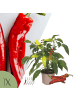 NatureNest Chili Pflanze in Rot Topf 14 cm Höhe 40 cm