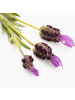 NatureNest Lavandula stoechas Anouk Hochstamm im Dekotopf in Lila