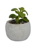 UNUS 3er Set Betontöpfe mit künstlichen Pflanzen in Grau