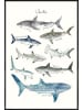 Juniqe Poster in Kunststoffrahmen "Sharks" in Blau & Cremeweiß