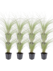 NatureNest 12er: Set Stipa tenuissima Ponytails Pflanzen in Grün