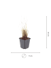 NatureNest 3er: Set Calamagrostis brachytricha Pflanzen in Grün