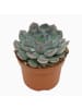 MeinVIPShop Sukkulente Echeveria Hercules 14cm