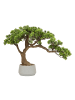 Atmosphera Créateur d'intérieur Kunst-Bonsai POLIN in Grün, 60 cm