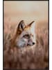 Juniqe Poster in Kunststoffrahmen "Fox in Reeds" in Braun & Orange