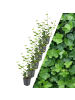 NatureNest 6 Atlantische Efeu-Pflanzen  Hedera Hibernica  