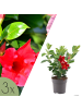 NatureNest Mandevilla rot Set 3 Dipladenia sanderi für Balkon