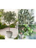GARDENZO Olivenbaum XL 90-110cm