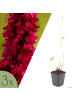 NatureNest 3er: Set Persicaria amplexicaulis Blackfield in Rot