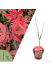 NatureNest Acer palmatum Twomblys Red Sentinel Ahornpflanze in Rot Topf 19 cm Höhe 50 cm