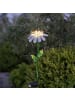 STAR Trading LED Solar Gartenstecker Blume Gänsemblüchen in weiß - H: 77cm