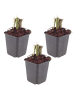 NatureNest 3er: Set Liatris spicata Pflanzen in Lila
