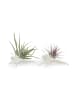 exotic living Exotisches Muschelset mit Tillandsia 2er Set