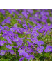 NatureNest 3er-Set: Geranium Azure Rush Staude winterhart in Blau