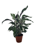 MeinVIPShop Calathea 'Fusion White' 45cm Zimmerplanze