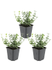 NatureNest 3er: Set Euonymus Emerald n Gaiety Pflanzen in Grün