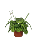 MeinVIPShop Maranta leuconeura Lemon Lime 30cm