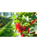 GARDENZO 2er-Set Johannisbeerpflanzen rot 50-60cm 2L Topf