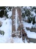 Chic Antique Vintage Deko SKI Antik Braun Holz 60 cm