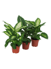 MeinVIPShop 3 x Diffenbachia 40 cm Zimmerpflanze