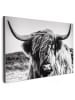 OnlyWow Leinwand Bilder Schottisches Hochlandrind