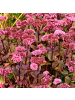 NatureNest 3er: Set Sedum Matrona Pflanzen in Rosa
