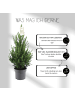 NatureNest Weihnachtsbaum  1x Picea Conica 'December' 