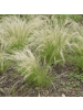 NatureNest 3 Federgras pflanzen  Stipa tenuissima 'Ponytails' 