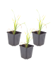 NatureNest 3er: Set Hemerocallis Stella de Oro Pflanzen in Gelb