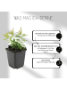 NatureNest 6 Johanniskrautpflanzen  Hypericum calycinum  