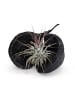 MeinVIPShop Exotische Pterygota alata Schale schwarz mit Tillandsia 1er Set rosa
