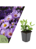 NatureNest 12er: Set Aster ageratoides Asran Pflanzen in Lila