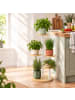 relaxdays Pflanzenständer in Natur/ Weiß - (B)58 x (H)118,5 x (T)58 cm