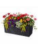relaxdays Balkonkasten "Rattan" in Schwarz - (B)50 x (H)19 x (T)19 cm