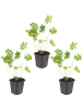 NatureNest Storchschnabel Rozanne Set 3 Geranium winterhart