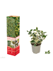 GARDENZO 6er-Set: Ilex aquifolium 'Argentea Marginata'