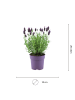 NatureNest 3er: Set Lavandula stoechas Anouk Lavendelpflanzen in Lila