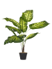 Beliani Kunstpflanze DIEFFENBACHIA in Grün/Schwarz - (W) 16 x (H) 122 x (L) 16 cm