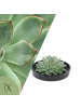 NatureNest Echeveria Pulidonis kompakte Sukkulente in Keramikschale