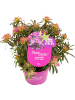 NatureNest 6er: Set Rhodo Azalea StarStyle Lila Pflanze in Lila
