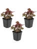 NatureNest 3er: Set Heuchera micrantha Palace Purple Pflanzen in Lila