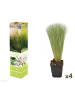 GARDENZO 4er-Set: Stipa Zwerg-Federgras