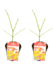NatureNest 2er: Set Acer shirasawanum Moonrise Ahornpflanze in Gelb Topf 15 cm Höhe 30 cm